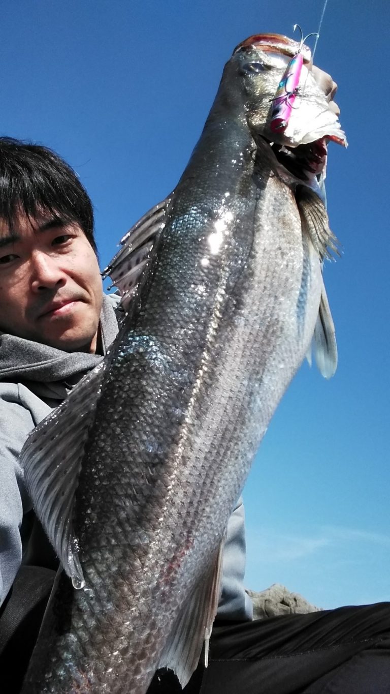 鱸 アオリイカ 香焼地磯 かめや釣具