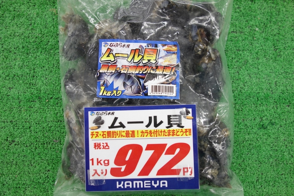 石鯛 チヌにムール貝入荷致しました かめや釣具