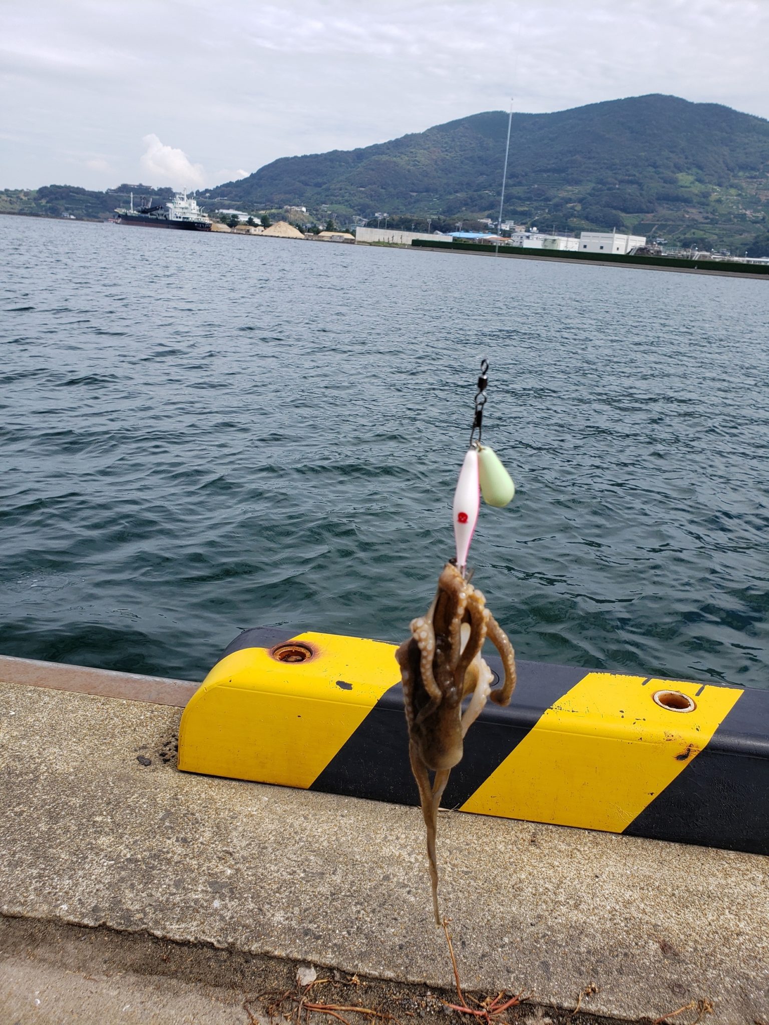 イイダコ 大好調 O かめや釣具