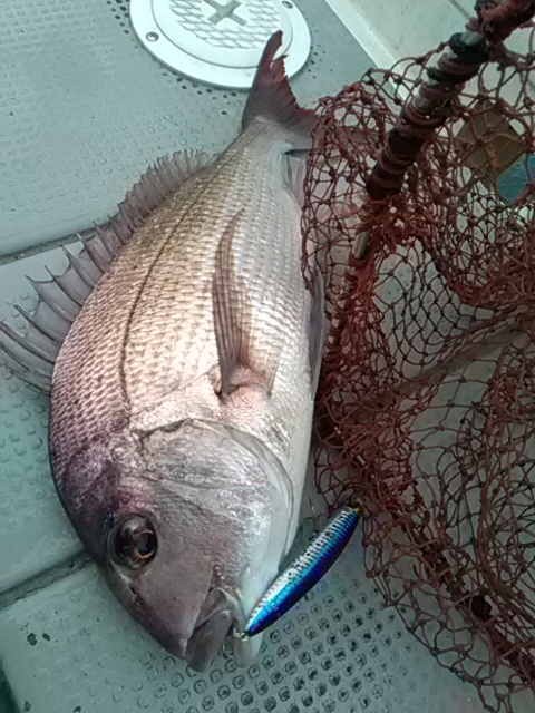 近郊釣査・・・正月魚を求めて | かめや釣具