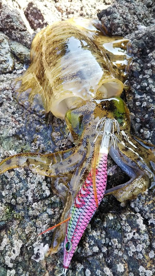 南部地磯でヒラメ アオリイカ かめや釣具