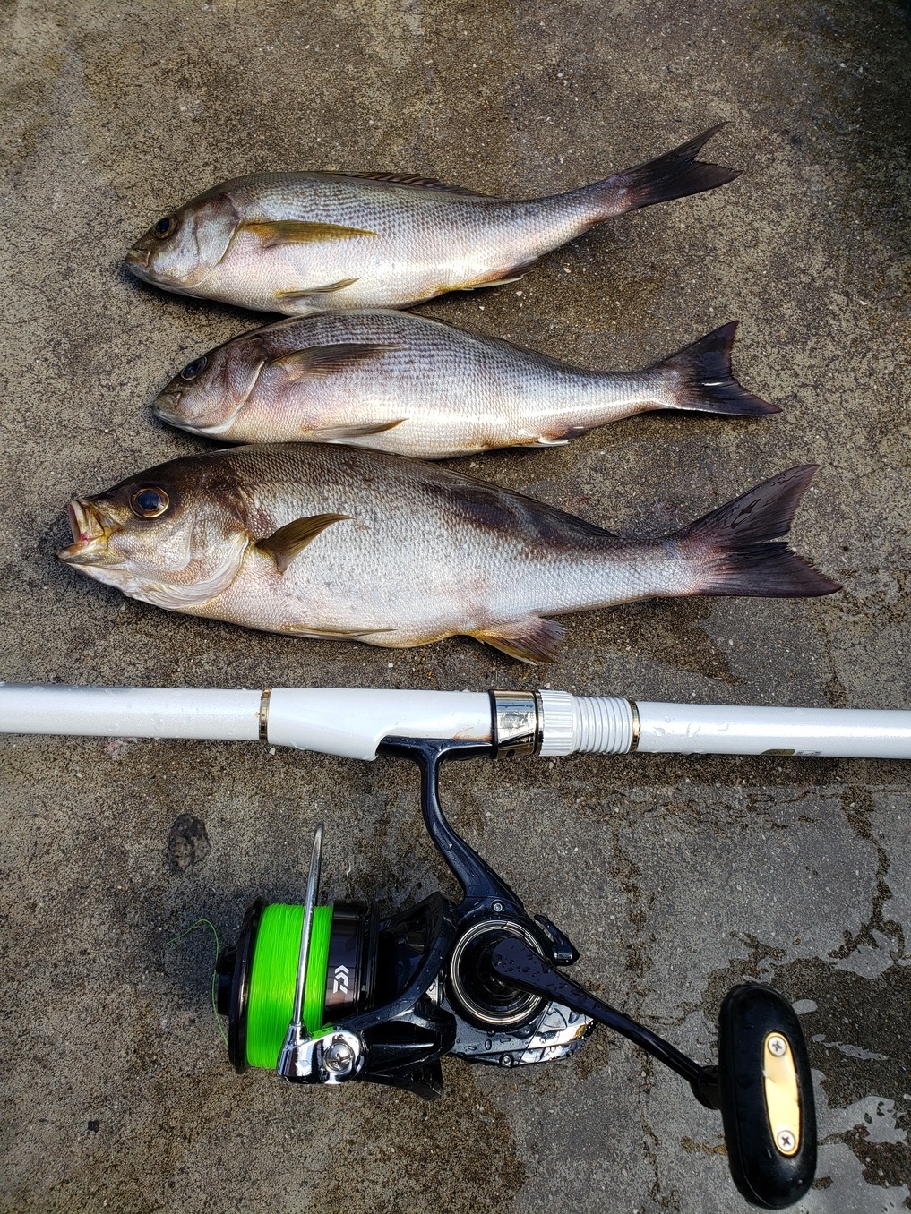 イサキ マダイを狙った 遠投カゴ釣り かめや釣具