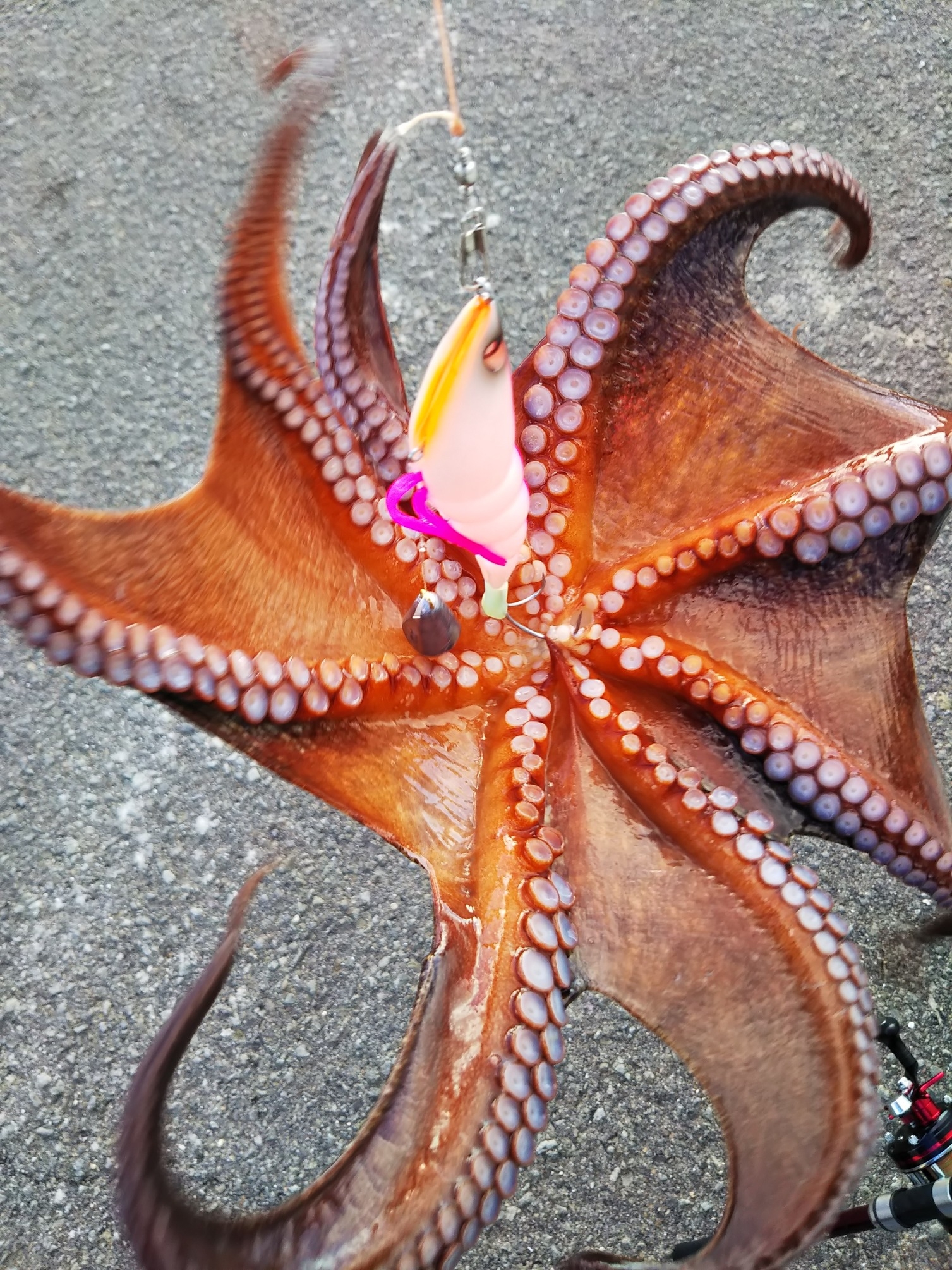 今宵のタコのように かめや釣具