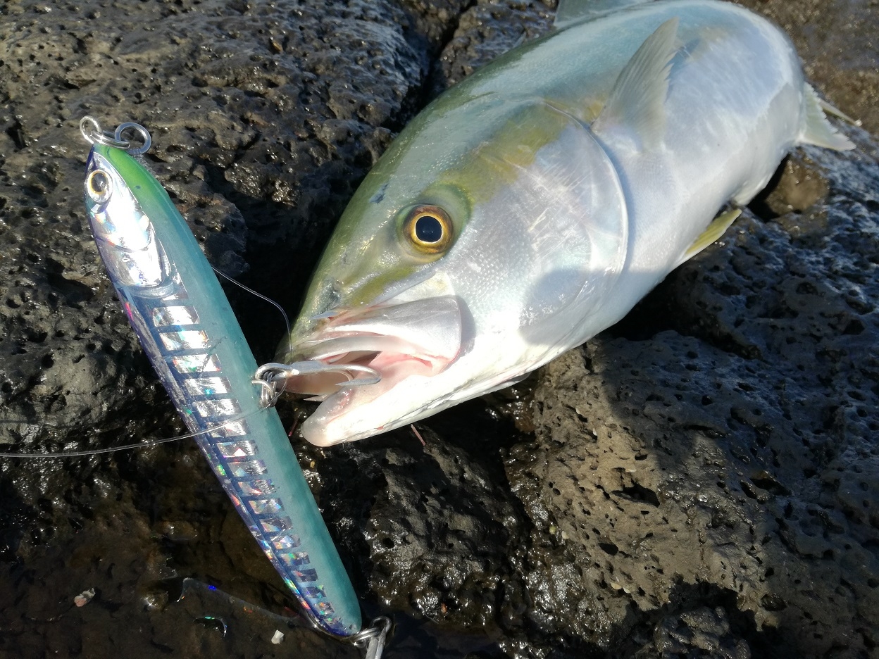 長崎北部の堤防 磯釣り 秋の人気ターゲットtop５ かめや釣具