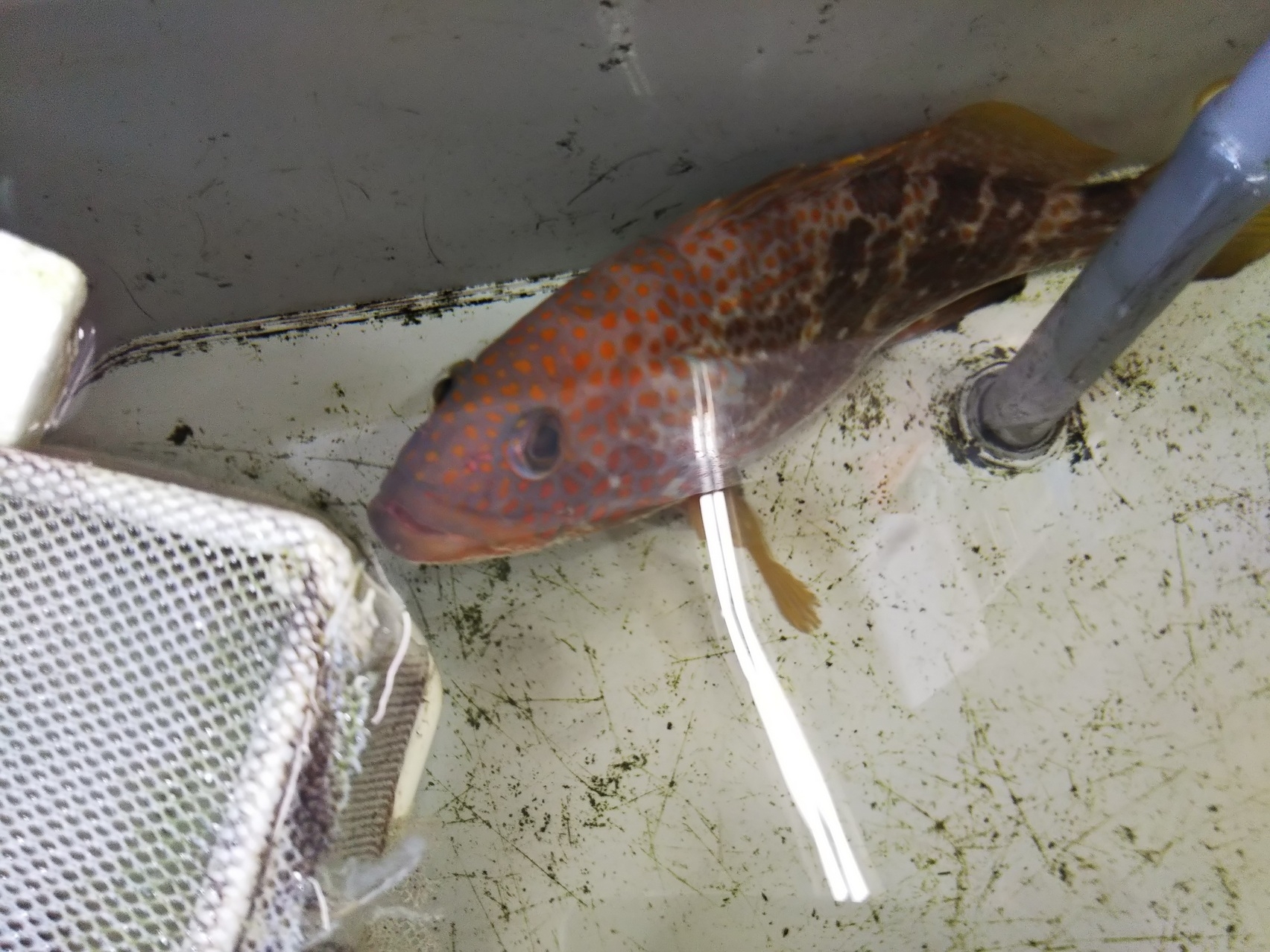 平戸 生月釣行したものの かめや釣具