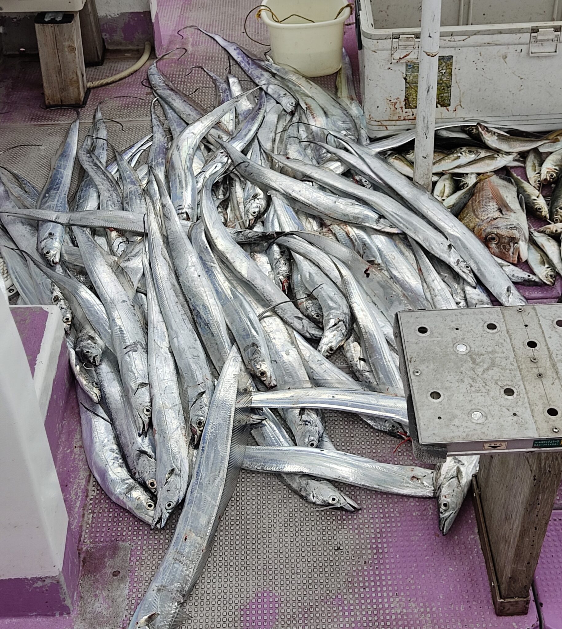 太刀魚ジギング かめや釣具