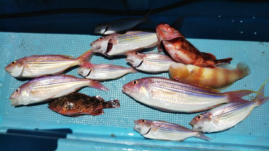 気軽に船でイトヨリ釣り 堤防でカワハギも かめや釣具