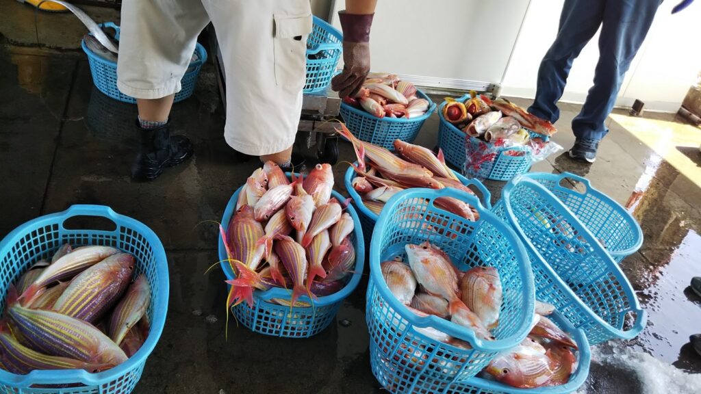 気軽に船でイトヨリ釣り 堤防でカワハギも かめや釣具