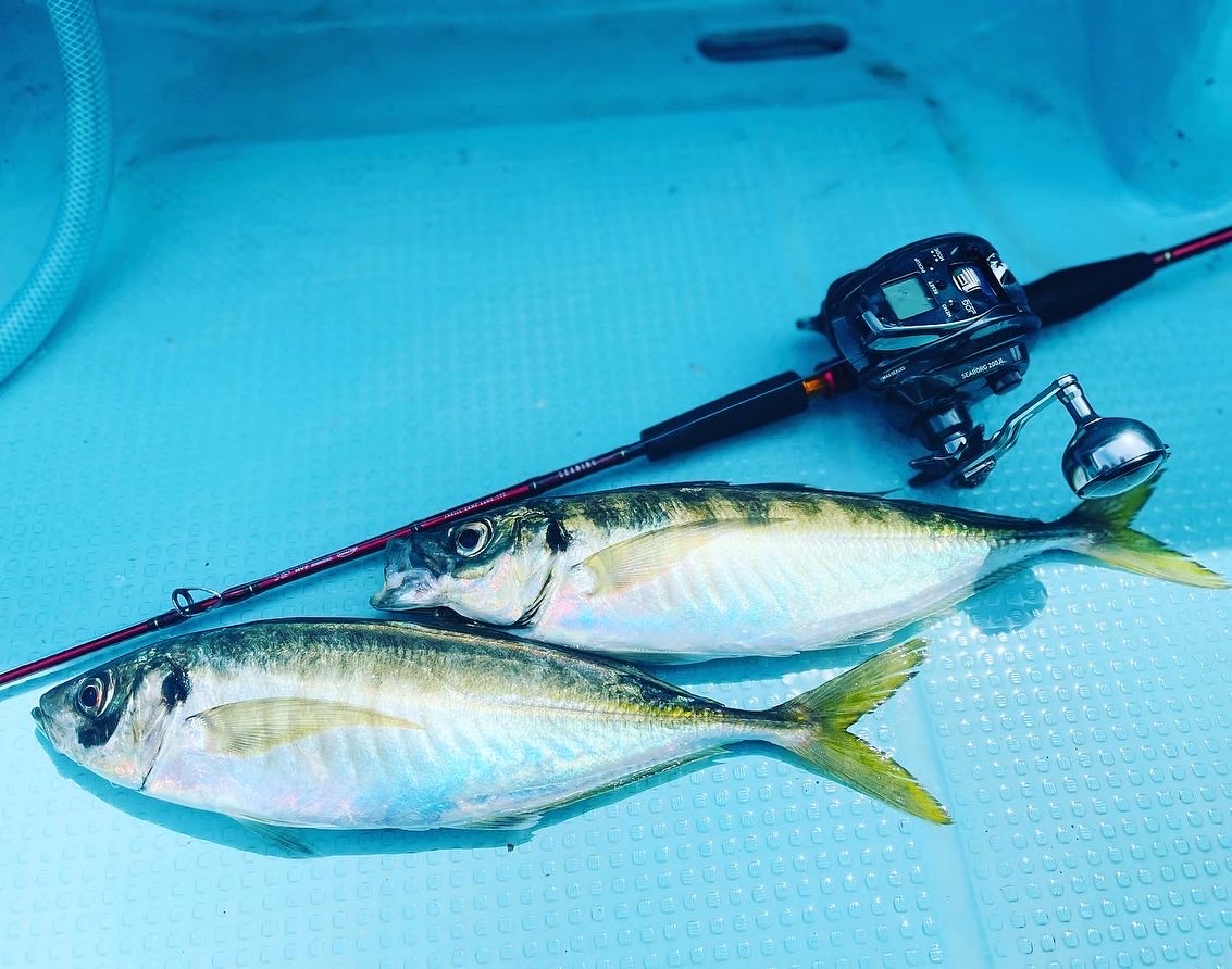 念願の関アジ釣行！ | かめや釣具