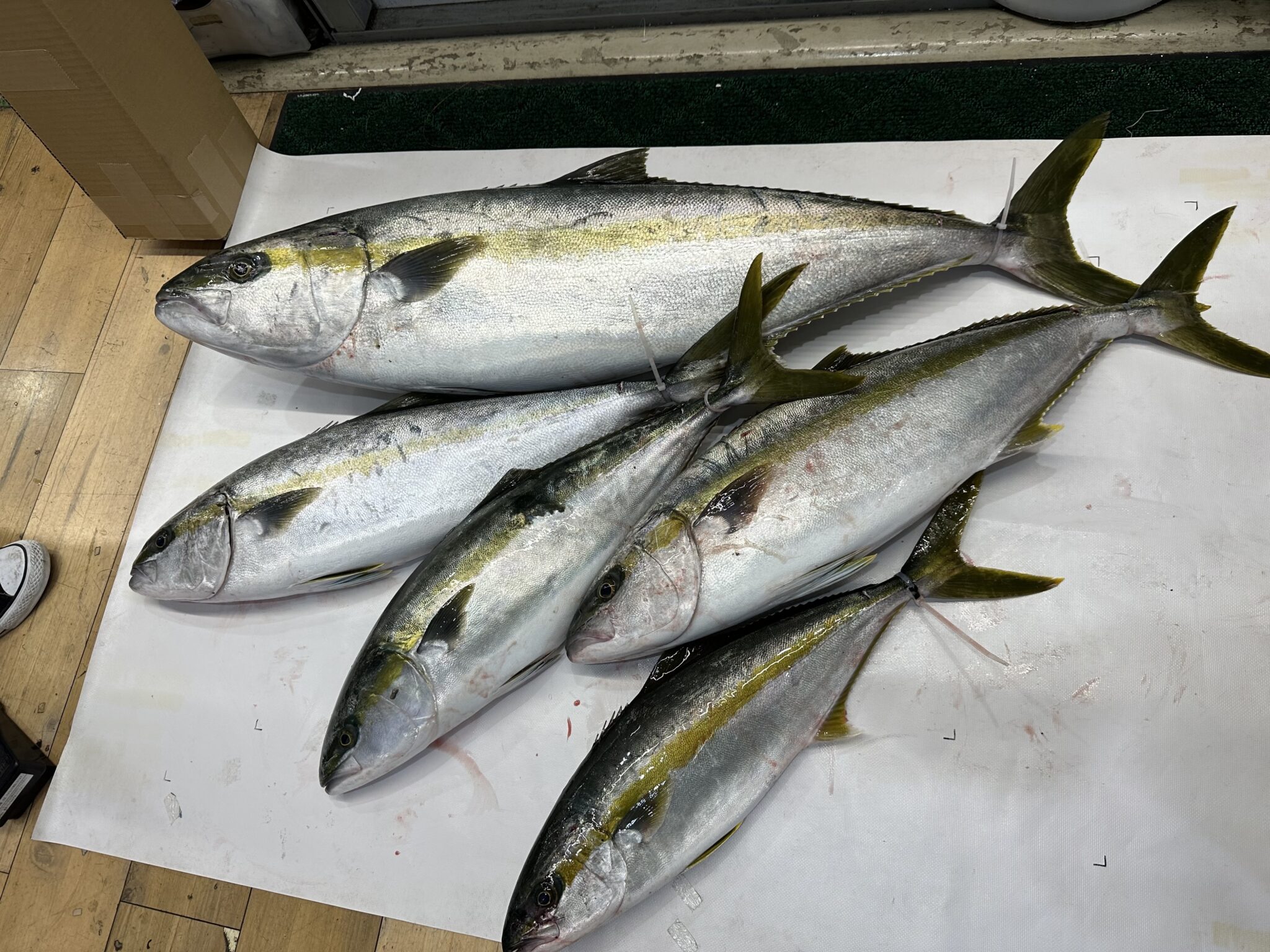 ヒラマサ 15kgが釣れました('ω')ノ | かめや釣具