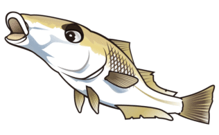 釣果情報　6月7日
