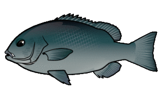 大瀬戸絶好調！！　口太グレ50オーバー連発！！