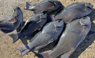 高島磯釣り公園　クロ