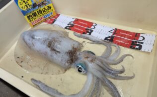 アオリイカ　1990g！！