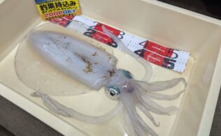 アオリイカ 2180g！！