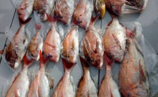 遊漁船　タイラバ釣果情報