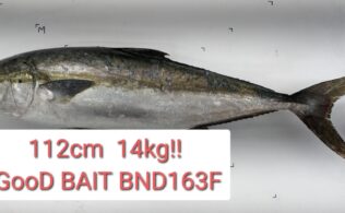 こりゃ～でけぇな!!  ヒラマサ　14ｋｇ!!