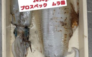 春はアオリイカ　シャクリ果てるまで・・・。