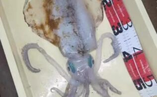 アオリイカの持ち込み