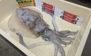 2025.4.20　西海方面　アオリイカ