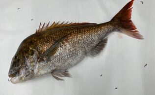 乗っ込み真鯛釣れてます！82.5㎝