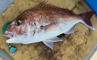 大瀬戸沖　真鯛　最大65cm程度までが船中30匹程