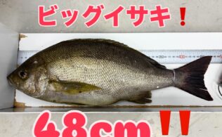 イサキが好調です！