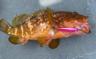 江の島沖　キジハタ　最大50cm程度までが5匹