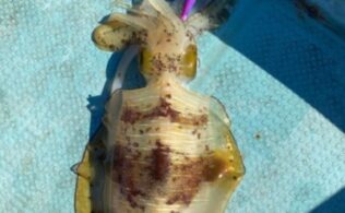 長崎南部　アオリイカ