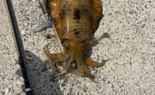 ねずみ島　エギングでアオリイカ