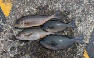 飛島磯釣り公園「高島」　イサキ、クロ