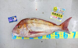 2025年9月15日　真鯛