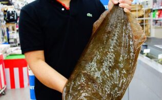 橘湾、権田沖で、デカ鮃