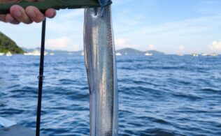 2025.9.4 博多湾　太刀魚