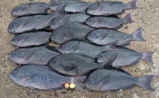 飛島磯釣り公園「高島」　クロ
