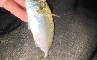 大村湾西部　アジ　最大17cm程度までが20匹程