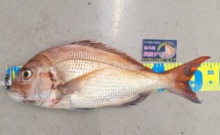 真鯛釣れてます！