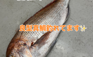 良型真鯛釣れてます！