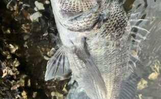 大村湾北西部　チヌ　最大40cm程度までが3匹