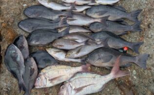 香焼沖磯　裸瀬　クロ・イサキ・マダイ