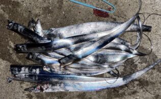 南部方面　タチウオ