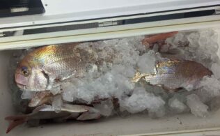 茂木沖　タイラバ　マダイ