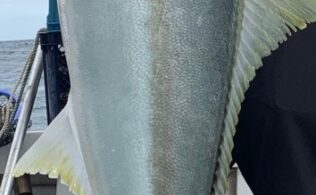 2025.11.17　玄界灘　ヒラマサ