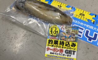 アオリイカお持ち込み！