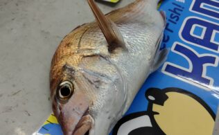 真鯛お持ち込みいただきました！