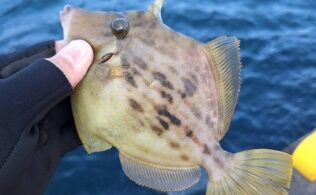 近場でカワハギ釣れてます！！