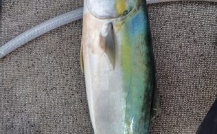 2025.11.5 玄界灘　落とし込み　青物