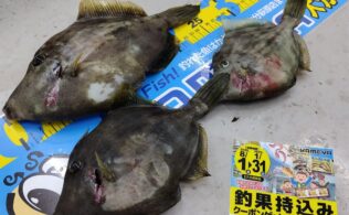 堤防カワハギ好調です♬🐟
