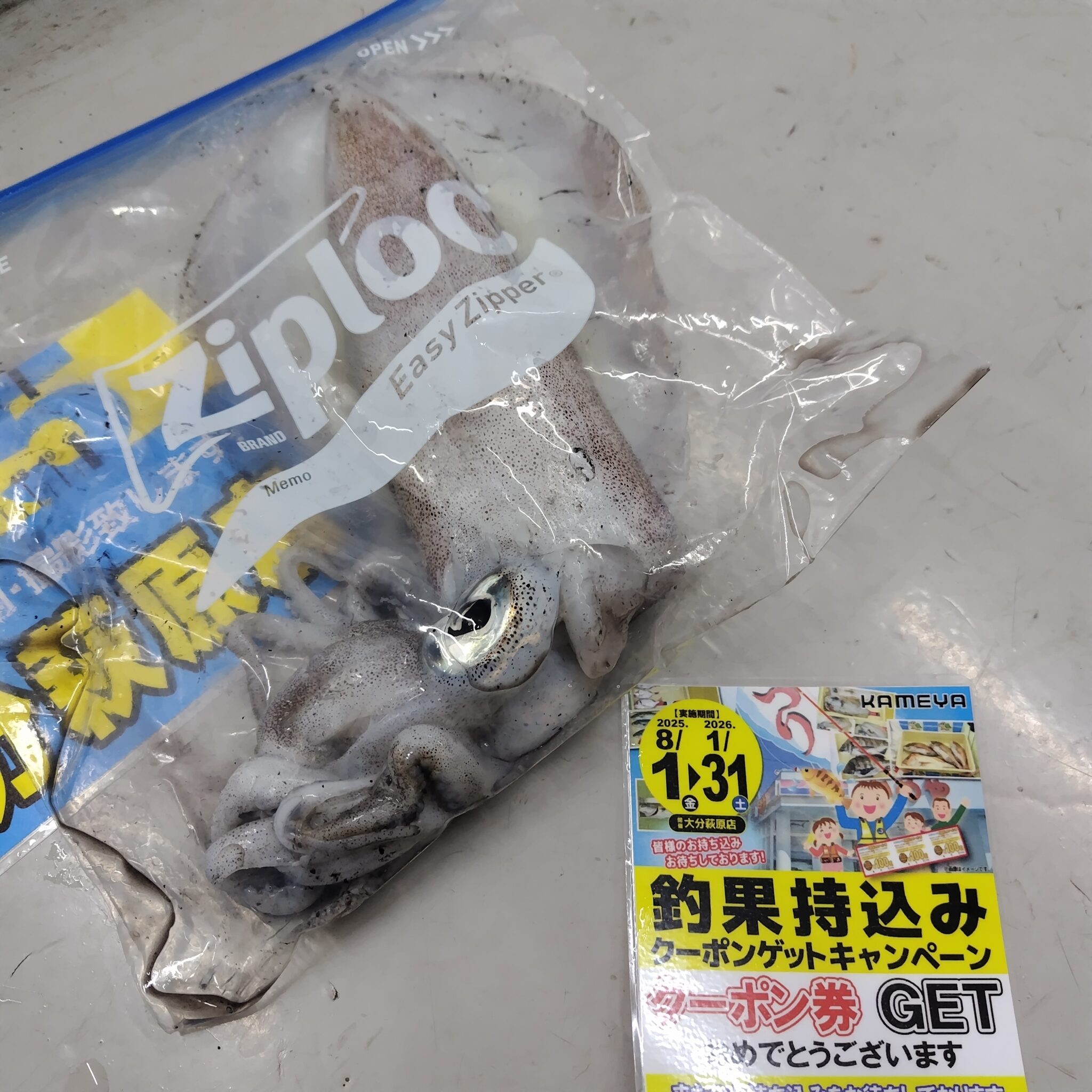 kame様☆専用ページ アオリイカ🦑＆アジ🐟のお持ち込み | かめや釣具