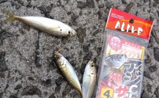 神の島　サビキで小アジ